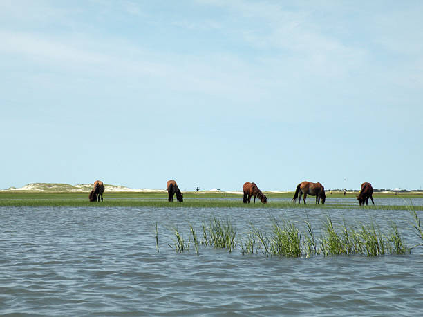 istock Five Wild Horses of North Carolina Coast 529356521