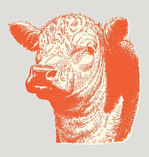 Vector illustration of Cow