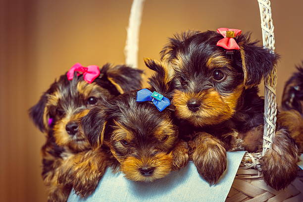 istock Yorkshire terrier puppies in a basket 529358683