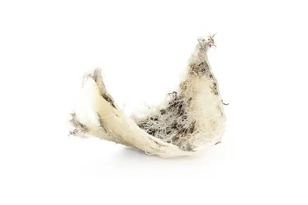 swallow birdnest isolated on white background