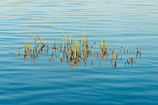 istock Forest Lake with reflections and blade of grass 529365589