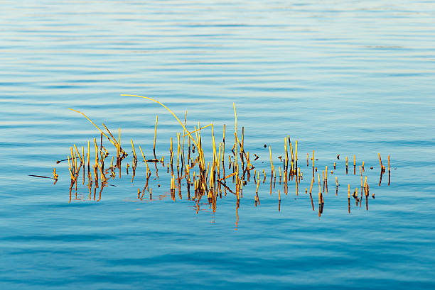 istock Forest Lake with reflections and blade of grass 529365591