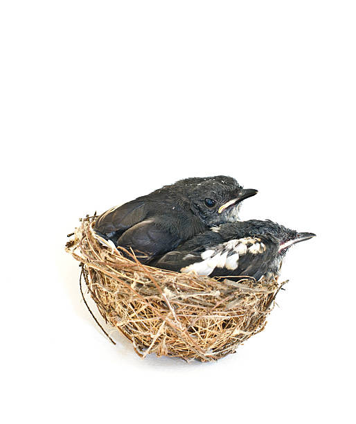 istock baby birds in the nest. 529365923