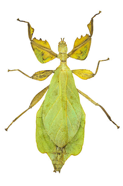 istock Phyllium sicipholium, leaf insect , isolated on white background 529367841