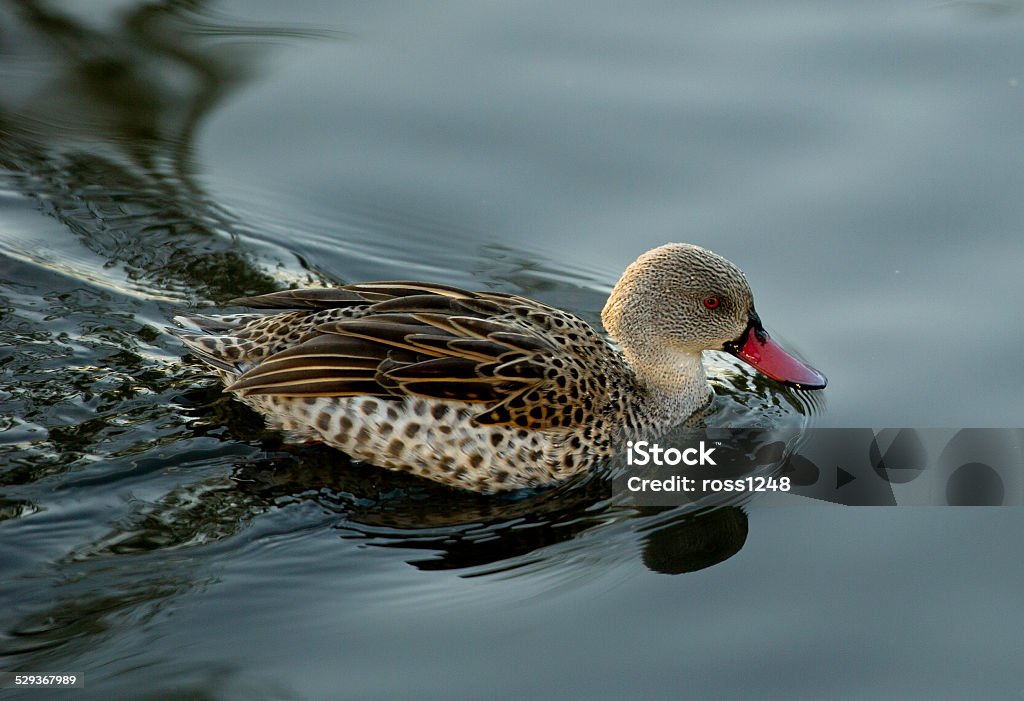 Cape Teal  (Anas capensis) A Cape Teal duck swimming on a lake. Anatinae Stock Photo