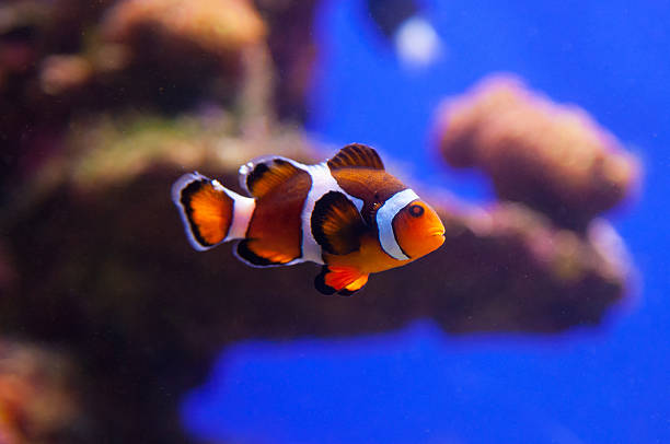 istock Clown fish in aquarium water 529369695