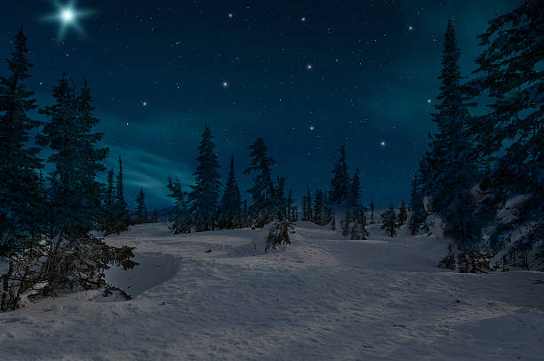 spruce forest night snow stars stock photo