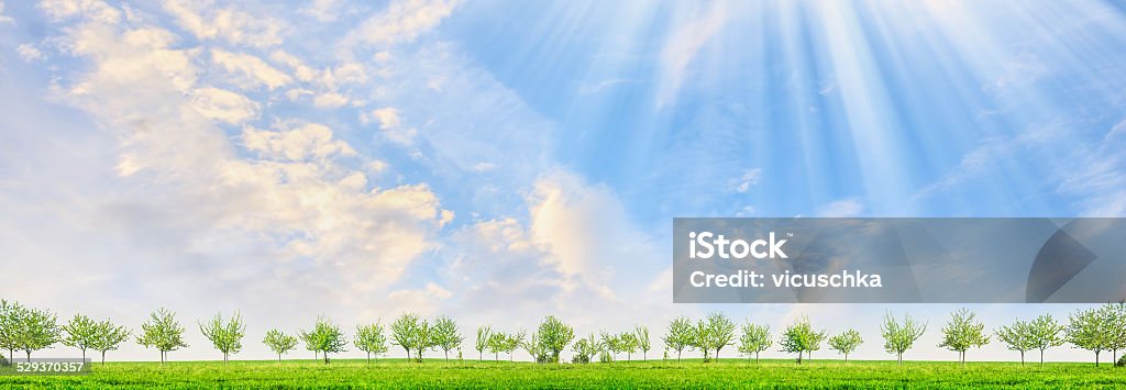 Spring landscape with young trees and sun rays , panorama Spring landscape with young trees and sun rays on blue sky background, panorama Blue Stock Photo