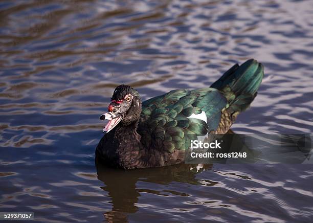 Muscovy Duck Stock Photo - Download Image Now - Animal, Bird, Black And White