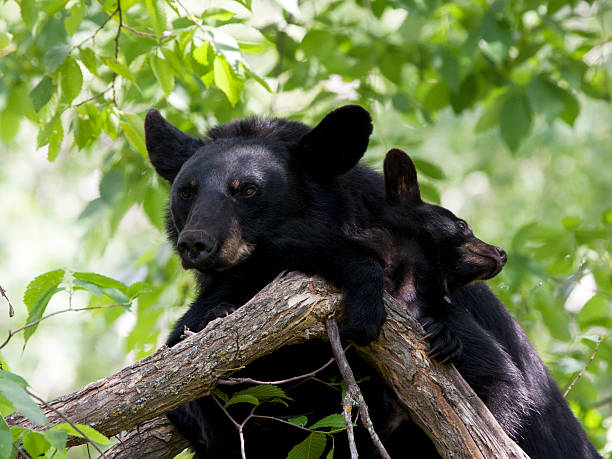 istock Momma Black Bear and Baby Cuddling in a Tree 529372027