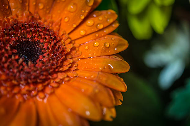 istock Beautiful Orange Gerbera Daisie with Green Background 529372141