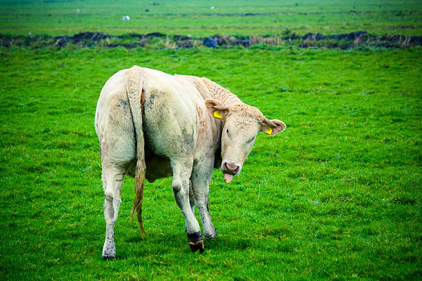 Cow 함으로써 주시나요 그릐 tounge 스톡 사진