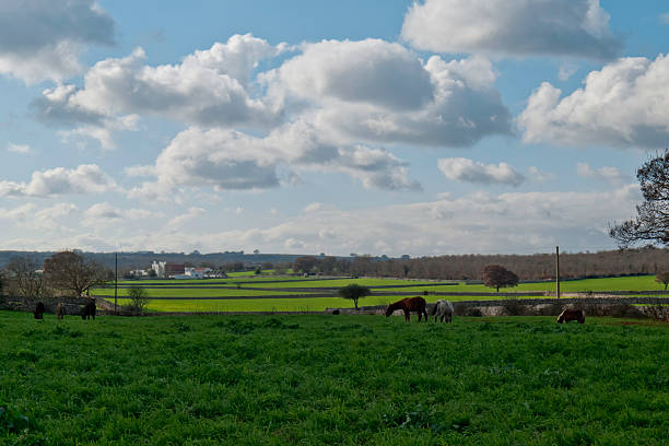 landschaft mit pferden. - cirrostratus nobody field autumn stock-fotos und bilder