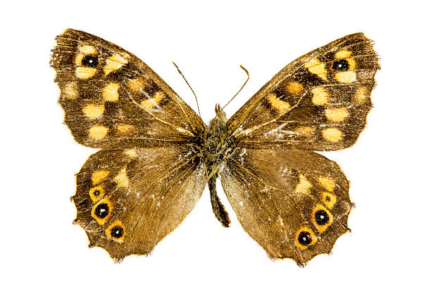 istock Speckled Wood butterfly 529382493