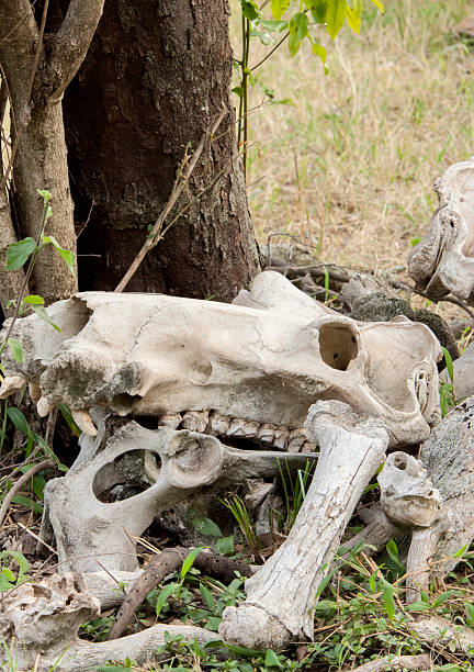 Assorted animall skeletons Animals skulls and bones from Africa animall stock pictures, royalty-free photos & images