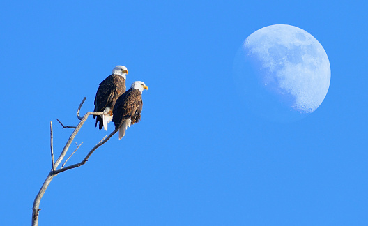Two Bald Eagles Perching Together with Moonrise