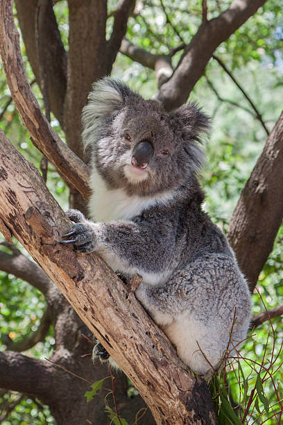 istock Fluffy koala in a gum tree looking at the camera 529383811