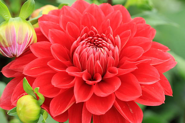 istock Dahlia flower and buds 529384303