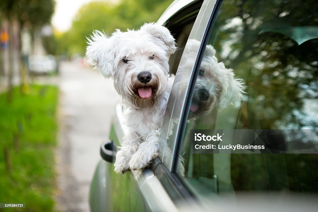 Young dog  looking out the car window Young dog , maltese puppy looking out the car window Car Stock Photo