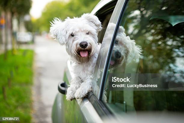 Young Dog Looking Out The Car Window Stock Photo - Download Image Now - Car, Dog, White Color