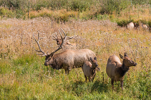 istock Bull Elk and Cows in Rut 529385239