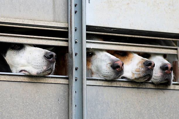 quatre hounds dans hound remorque prêt pour les sentiers de la chasse - bloodsport photos et images de collection