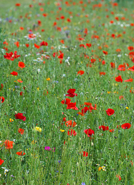 istock Many poppy flowers 529385329