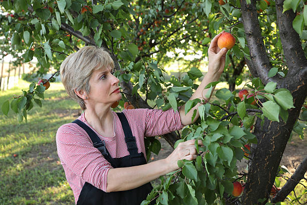 istock Agriculture, farmer in apricot orchard 529386153