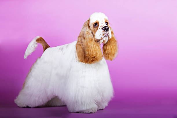 istock dog breed American Cocker Spaniel on a colored background 529386319