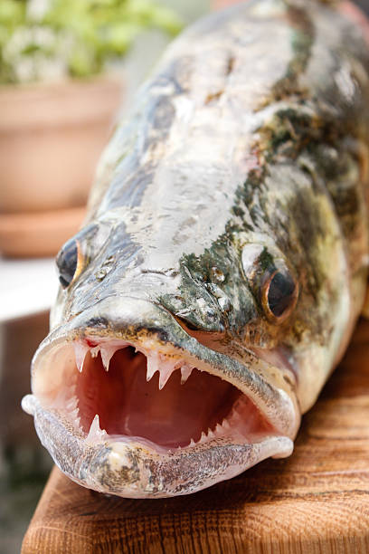 istock Catch of the day 529386639
