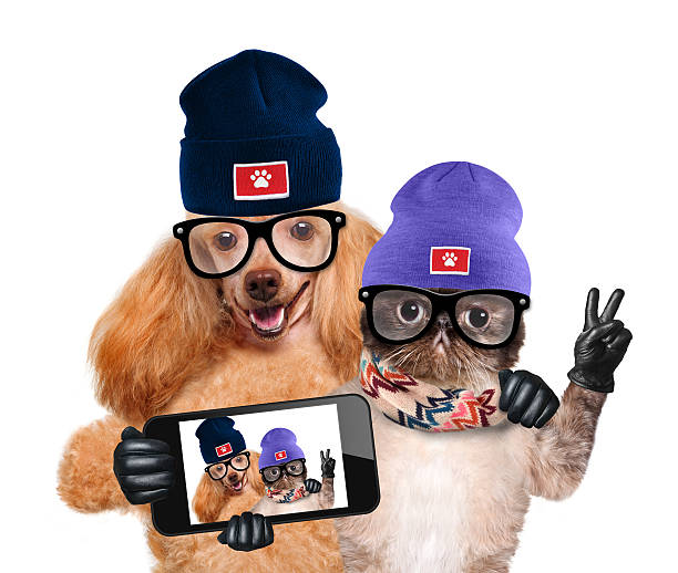 istock dog with cat taking a selfie together with a smartphone 529387189