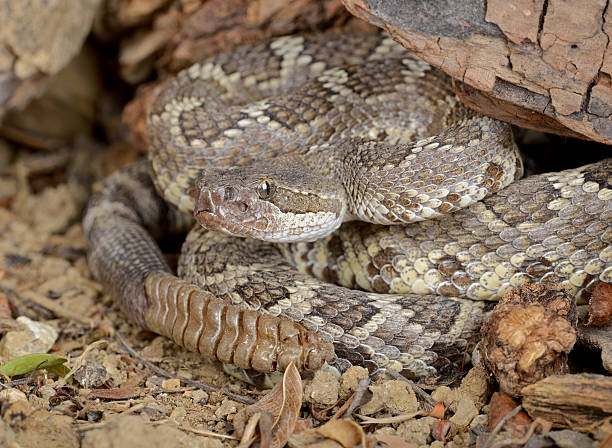 istock Southern Pacific Rattlesnake (Crotalus viridis helleri). 529387283