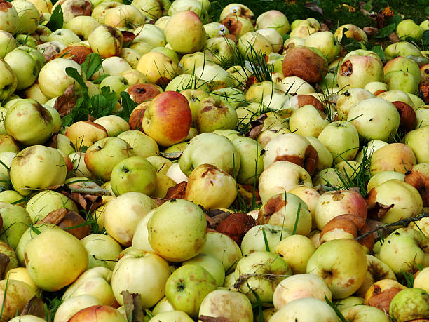 istock Food overproduction, apples rot in the garbage 529388339