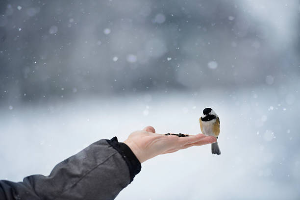 Black-capped Chickadee, winter snowing background