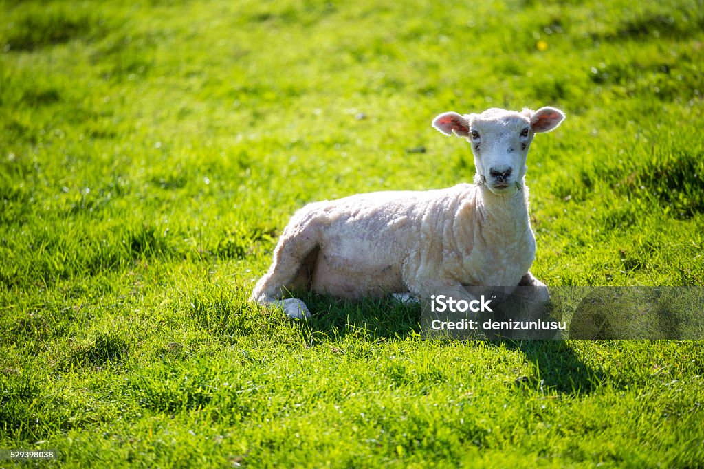 Sheep Maraetai Regional Park / New ZealandHealthy NZ sheep. Aerial View Stock Photo