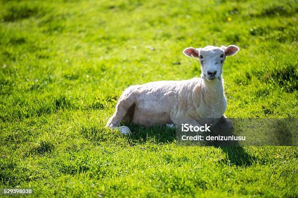 Sheep Stock Photo - Download Image Now - Aerial View, Agricultural Field, Agriculture
