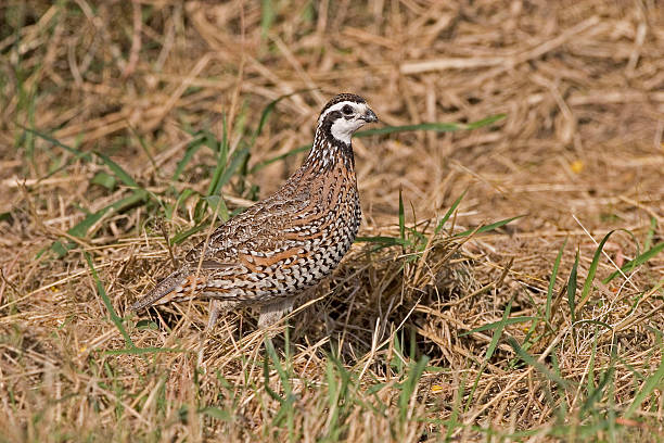 istock Northern Bobwhite, Colinus virginianus, in meadow 529398110