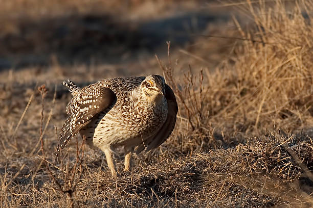 istock Sharp-Tailed Grouse, Tympanuchus phasianellus, on lek 529398446