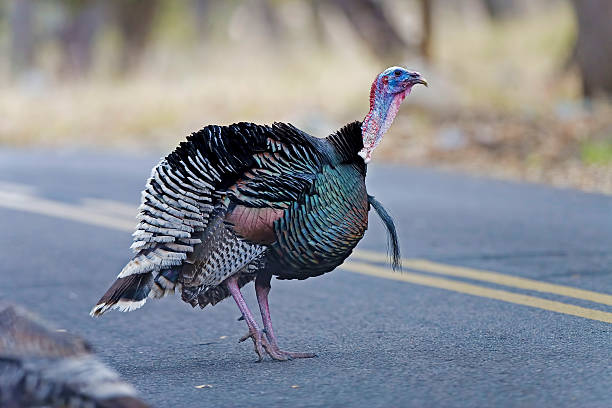 istock Wild Turkey, Meleagris gallopavo, on road 529398596