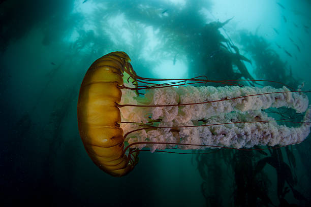 istock Jellyfish and Kelp Forest in California 529398692