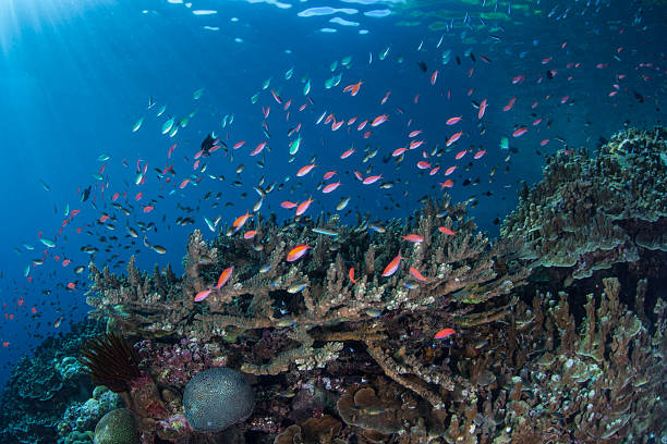 istock Colorful Fish and Reef in Solomon Islands 529398764