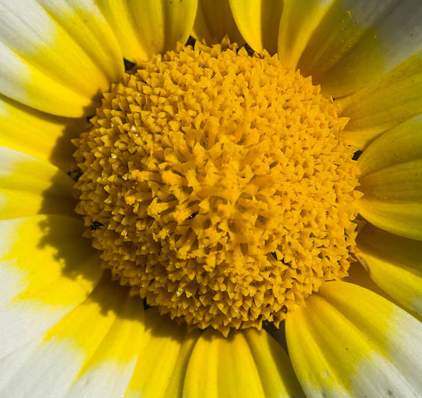 istock Macro photo of daisy 529398820