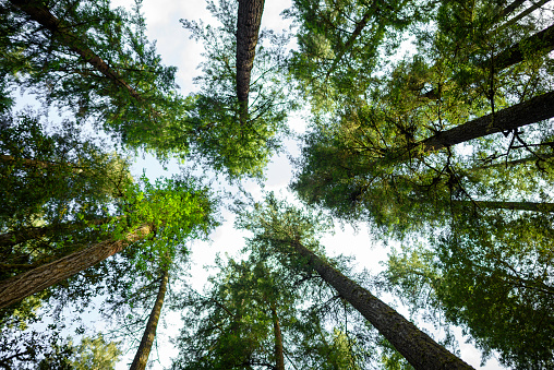 Forest with tall tree