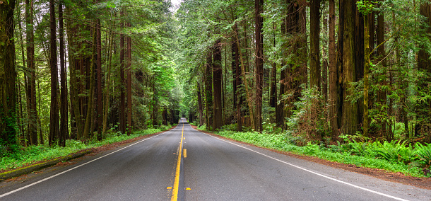 Panoramic view of Redwood National Park in spring California