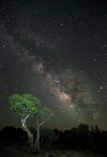 Illuminated juniper tree with the Milky Way behind. Eastern Arizona high desert.