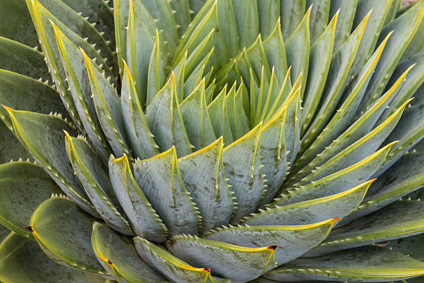 istock spiral aloe leaves 529400060