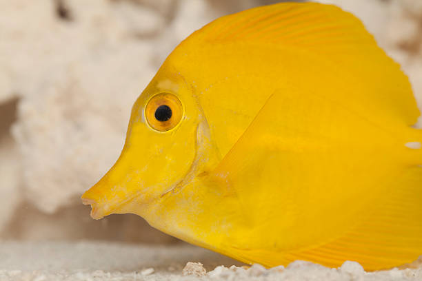 istock Yellow tang in underwater 529401605