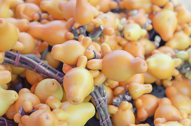 istock fancy eggplant, Nipple fruit, Titty Fruit, Cow's Udder, Apple of 529401627