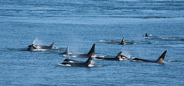 orca pod - ballena orca fotografías e imágenes de stock