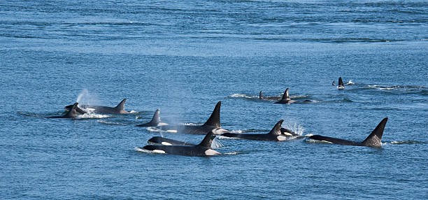 Orca Pod A pod of Southern Resident orcas in British Columbia, Canada. killer whale photos stock pictures, royalty-free photos & images